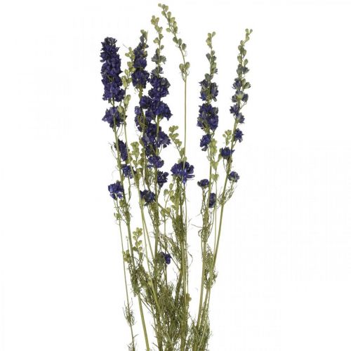 Floristik24 Suszone delphinium, sucha florystyka, delphinium blue L64cm 25g