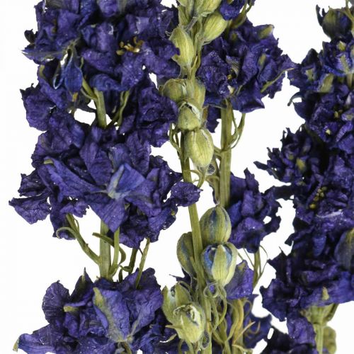 Produkt Suszone delphinium, sucha florystyka, delphinium blue L64cm 25g