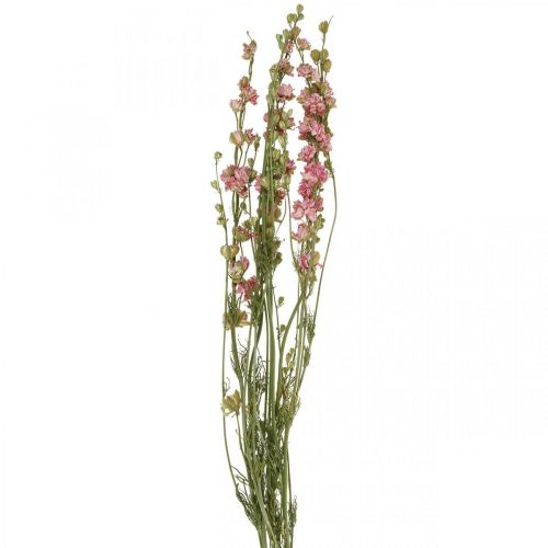 Floristik24 Suszony kwiat delphinium, Delphinium różowy, sucha florystyka L64cm 25g