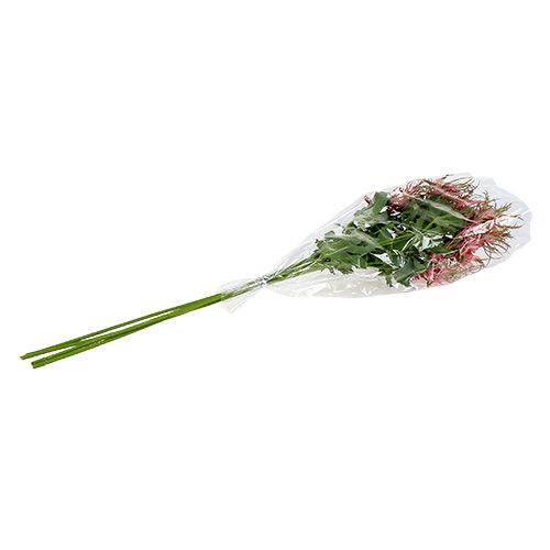 Floristik24 Gałązka ostu różowa, zielona L67cm 4szt.