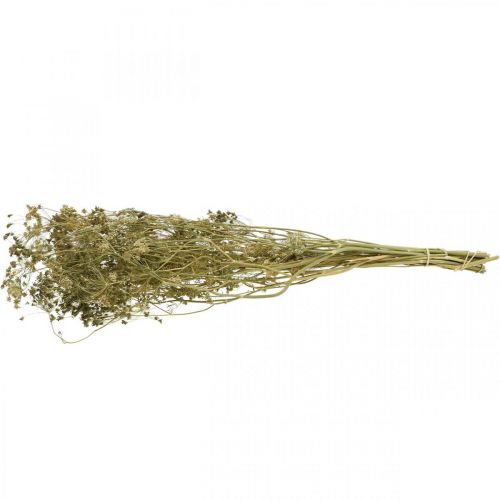Produkt Kwiaty suszone koperkowe naturalne suche florystyka 50cm 20 szt