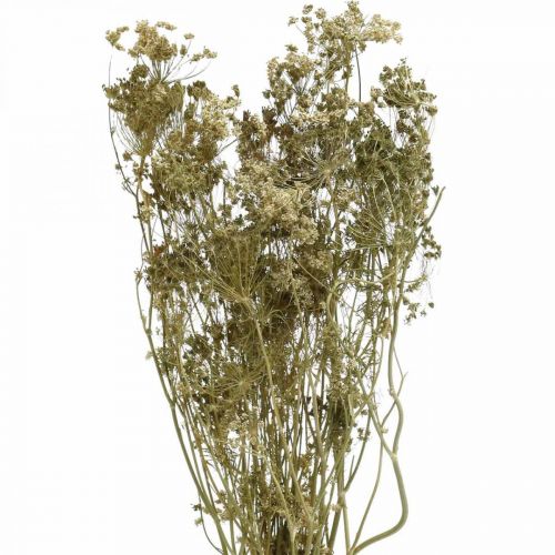 Produkt Kwiaty suszone koperkowe naturalne suche florystyka 50cm 20 szt