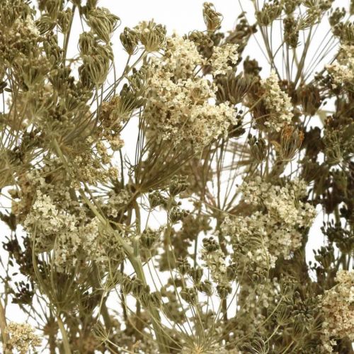 Produkt Kwiaty suszone koperkowe naturalne suche florystyka 50cm 20 szt