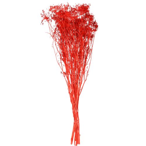 Produkt Suszone kwiaty baldaszkowate czerwone 70cm 150g