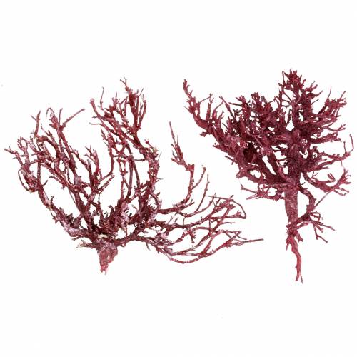 Decoast Coral Branch Red White Washed 500g