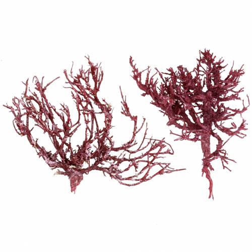 Floristik24 Decoast Coral Branch Red White Washed 500g