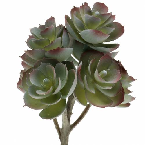 Floristik24 Sukulent Echeveria ciemnozielony 21cm 3szt.