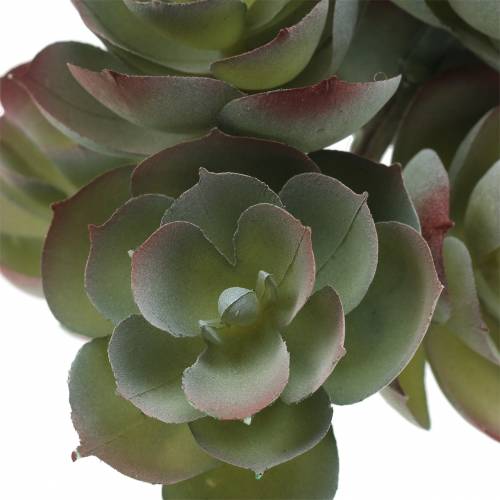 Floristik24 Sukulent Echeveria ciemnozielony 21cm 3szt.