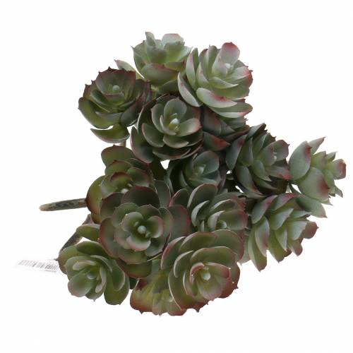 Floristik24 Sukulent Echeveria ciemnozielony 21cm 3szt.