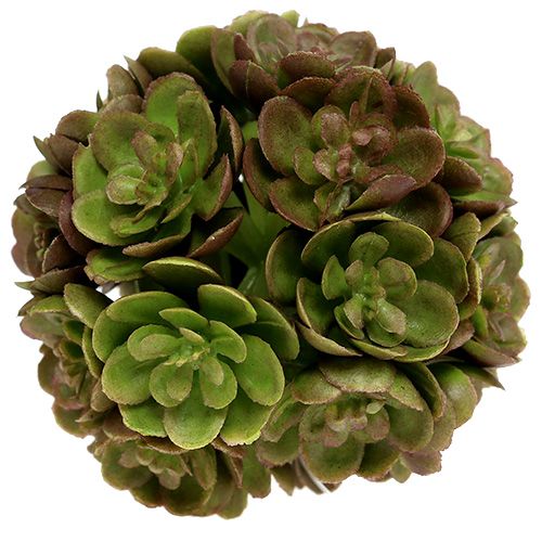 Floristik24 Echeveria kulista 5cm Zielona 4szt