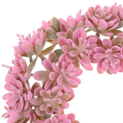 Floristik24 Echeveria wianek różowy Ø18cm 4szt.