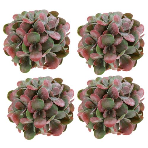 Floristik24 Echeveria kule zielone, czerwone Ø14cm 4szt.