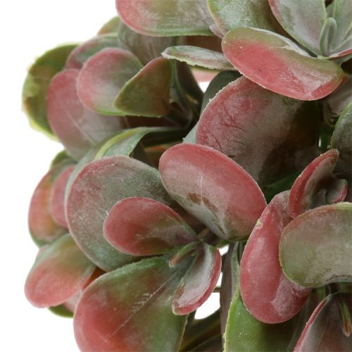 Floristik24 Echeveria kule zielone, czerwone Ø14cm 4szt.