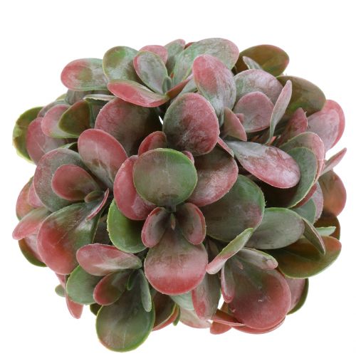 Floristik24 Echeveria kule zielone, czerwone Ø14cm 4szt.