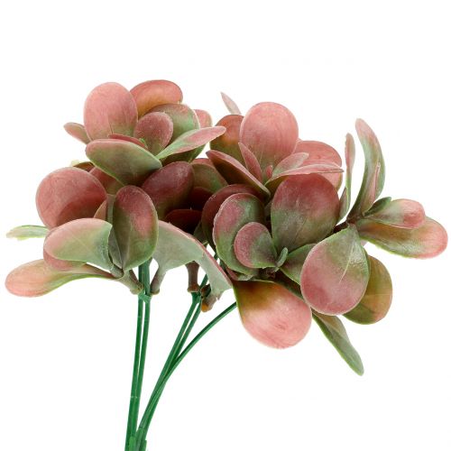 Floristik24 Gałąź Echeveria zielona, śliwka 24cm 6szt