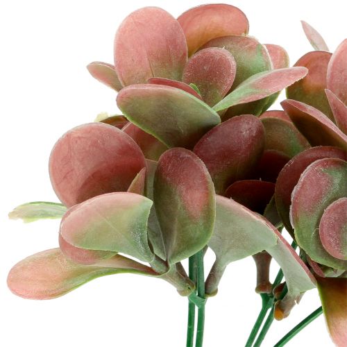 Floristik24 Gałąź Echeveria zielona, śliwka 24cm 6szt