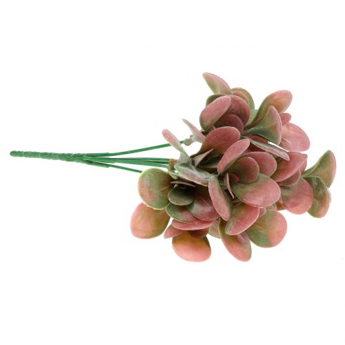 Floristik24 Gałąź Echeveria zielona, śliwka 24cm 6szt