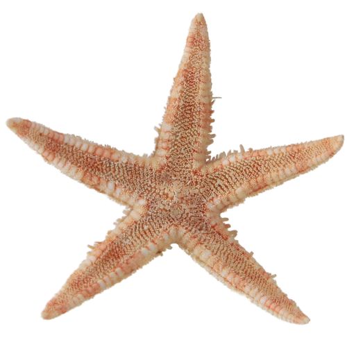 Produkt Prawdziwe młode rozgwiazdy morskie dekoracja stołu 3-4cm 100 szt