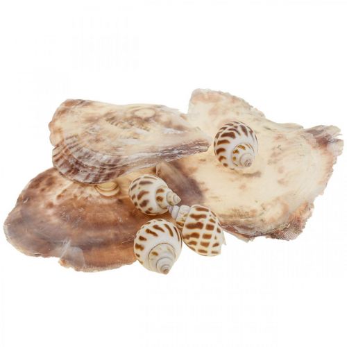 Prawdziwe muszle dekoracja z muszli ślimaków, muszla Capiz z masy perłowej 400g
