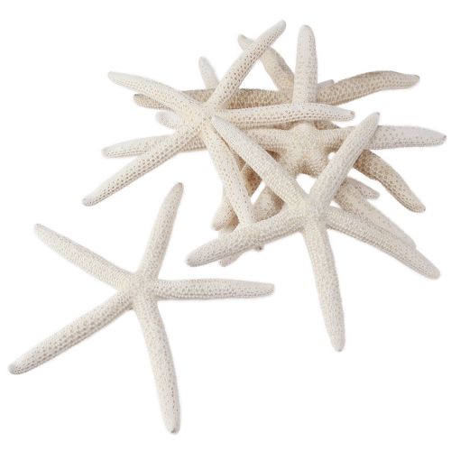 Produkt Prawdziwa rozgwiazda naturalna dekoracja morska Ø16–20cm 10 szt