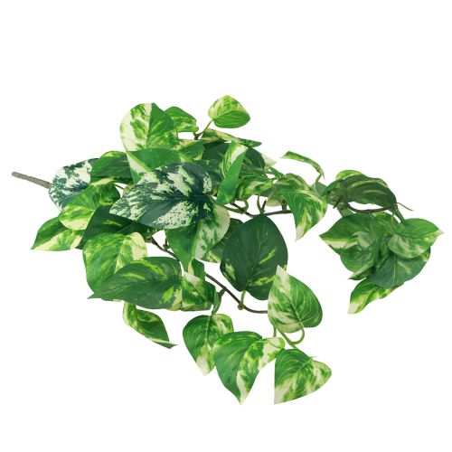 Floristik24 Bluszcz roślinny Pothos bluszcz sztuczny złoty wąs 50cm