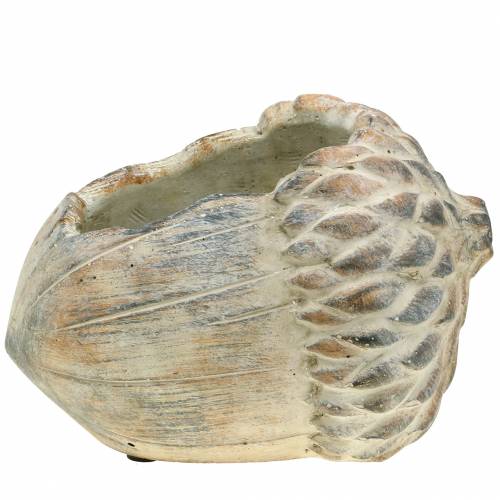 Floristik24 Cachepot Concrete Acorn 21,5cm × 14cm H9,5cm