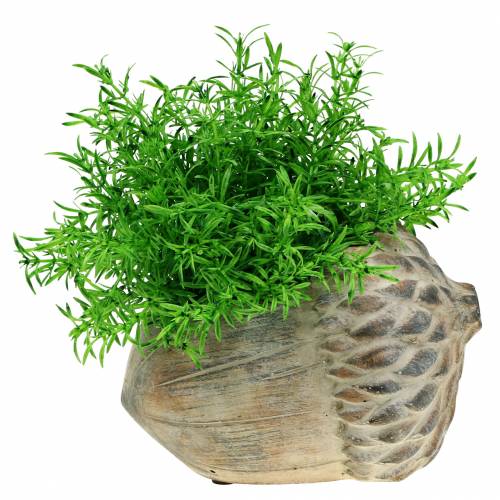 Floristik24 Cachepot Concrete Acorn 21,5cm × 14cm H9,5cm