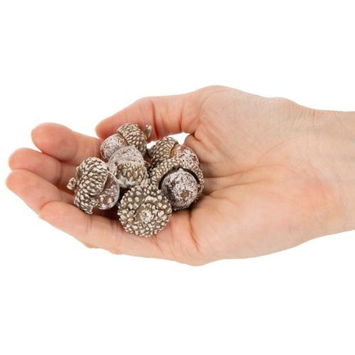 Żołędzie, produkt naturalny do dekoracji, bielone, 1-3 cm, 300 g | Floristik24.pl