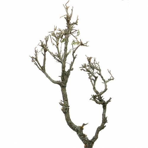 Floristik24 Dąb Decoast Bonsai Natura