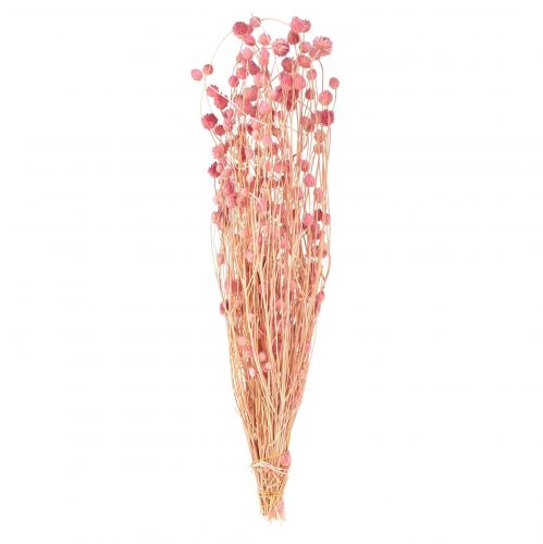 Ozdoba z ostu truskawkowego stare różowe suszone kwiaty różowe 50cm 100g