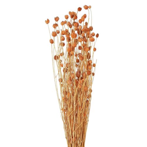 Produkt Oset truskawkowy suszone kwiaty oset dekoracja terakotowa 68cm 85g