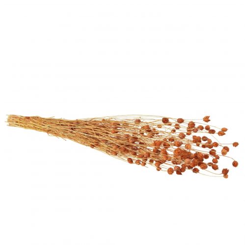 Produkt Oset truskawkowy suszone kwiaty oset dekoracja terakotowa 68cm 100g