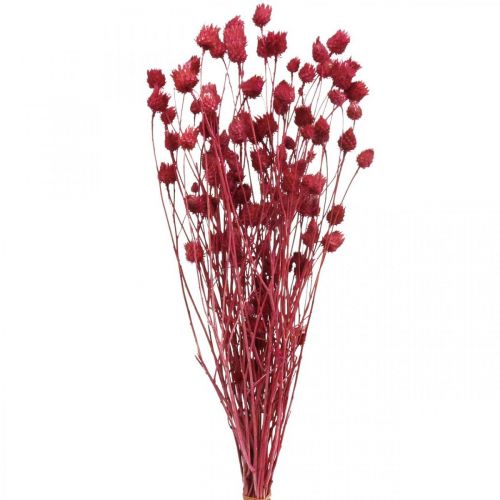 Suszone Kwiaty Czerwony Suchy Oset Oset Truskawkowy Kolorowy 100g