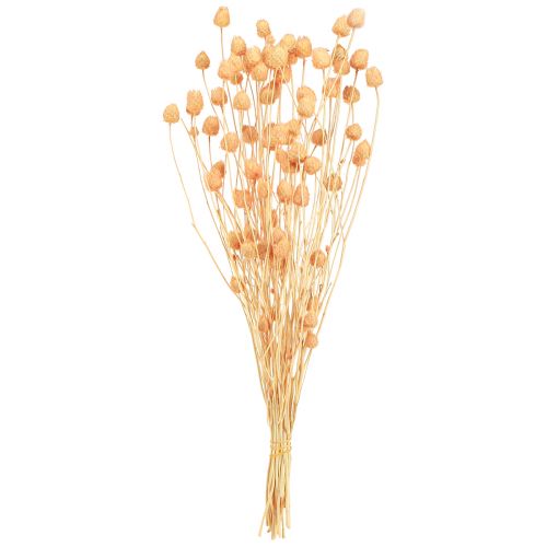 Produkt Osty truskawkowe suszone osty dekoracyjne w łososiu 55cm 100g