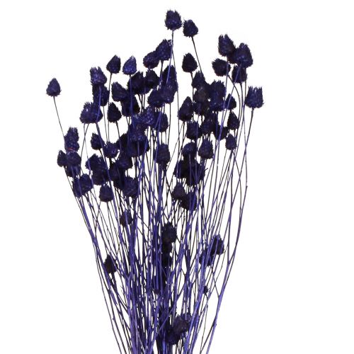 Produkt Oset truskawkowy Suchy oset Dekoracja fioletowa 44-58cm 100g