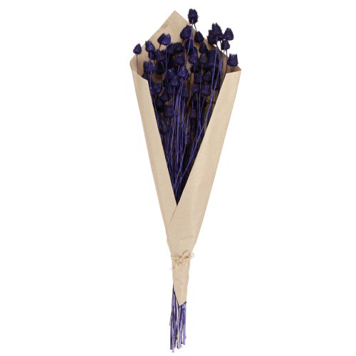 Produkt Oset truskawkowy Suchy oset Dekoracja fioletowa 44-58cm 100g