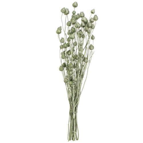 Produkt Osty truskawkowe w kolorze metalicznej zieleni Ø1cm–2cm L55cm 100g
