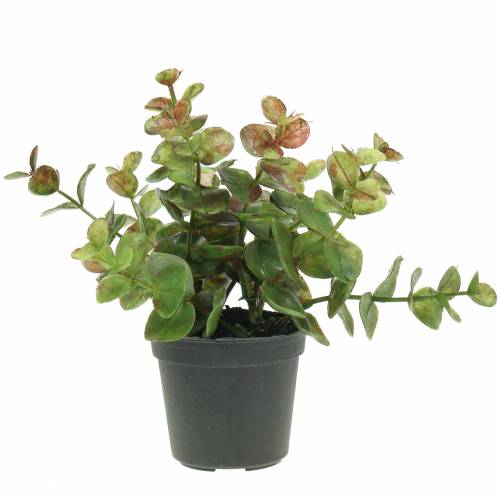 Floristik24 Eukaliptus w doniczce H15cm