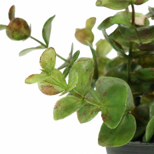 Floristik24 Eukaliptus w doniczce H15cm