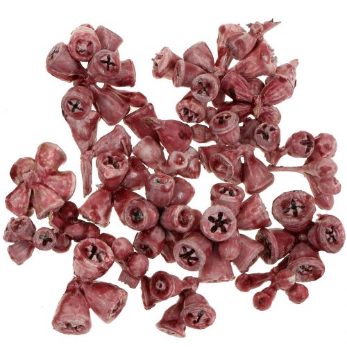 Floristik24 Owoce eukaliptusa woskowane czerwone 250g