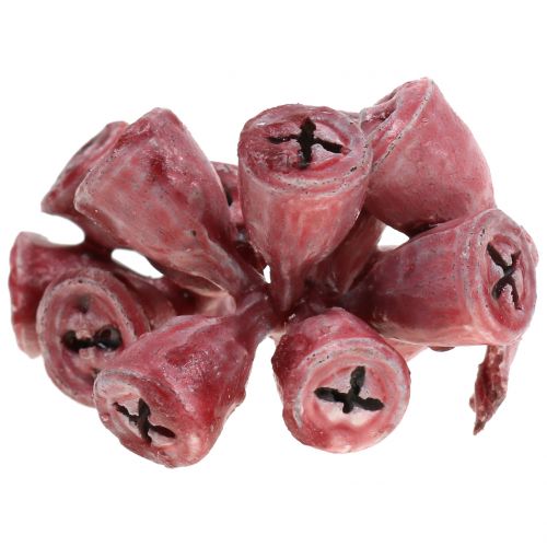 Floristik24 Owoce eukaliptusa woskowane czerwone 250g