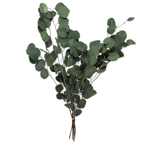 Floristik24 Gałązki eukaliptusa zielone gałązki ozdobne zakonserwowane 70-80cm 110g