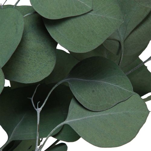 Floristik24 Gałązki eukaliptusa zielone gałązki ozdobne zakonserwowane 70-80cm 110g