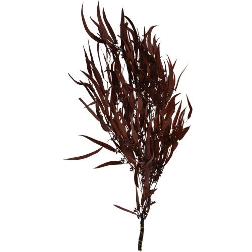 Produkt Eukaliptus Konserwowane Gałęzie Eukaliptusa Czerwony, Brązowy 56cm 135g