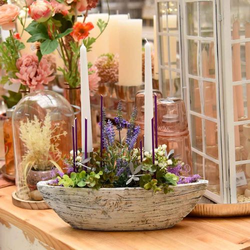 Floristik24 Eukaliptus w doniczce H15cm