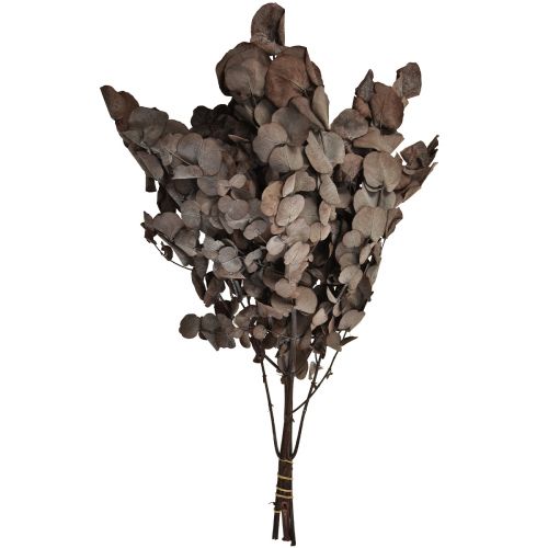 Produkt Gałązki Eukaliptusa Eukaliptus Konserwowany Czerwony L49cm 120g