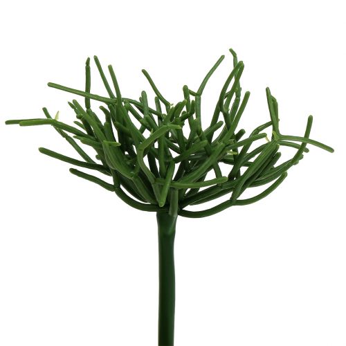 Floristik24 Euphorbia Pick Green 19cm 4szt.