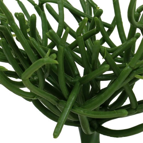 Produkt Euphorbia Pick Green 19cm 4szt.