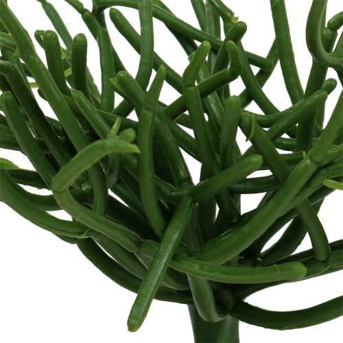 Floristik24 Euphorbia Pick Green 19cm 4szt.