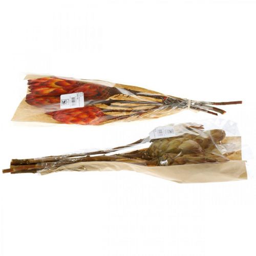 Floristik24 Protea Mix, suszone kwiaty Respens Natural/Czerwony 13 szt